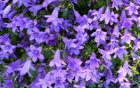 Zvonek sarmatský - Campanula sarmatica SAZENICE